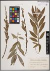 Foto von Salix cinerea L. x Salix viminalis L.